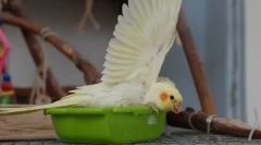 Písek pro papoušky: proč potřebujete používat